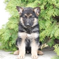 alsatian dog puppy for sale