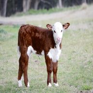 hereford calf for sale