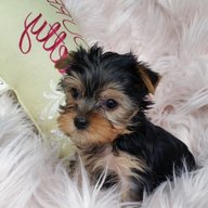 toy yorkie puppies for sale