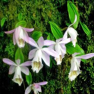 pleione orchids for sale