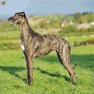 lurcher pictures for sale