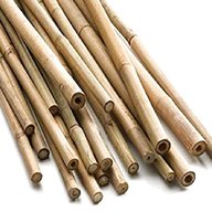 bamboo cane thick for sale