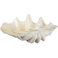 clam shell for sale