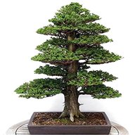bonsai seeds for sale