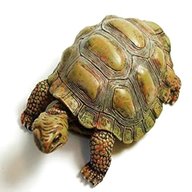 tortoise ornament for sale