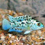 tropical freshwater aquarium fish for sale