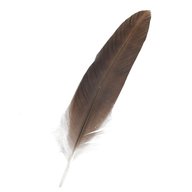 eagle feather for sale