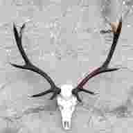 scottish stag horn for sale