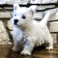 west highland white terrier puppies for sale