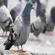 pigeon dove for sale
