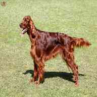 red setter for sale