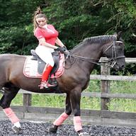 katie price equestrian for sale