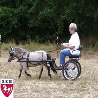 miniature horse carriage for sale