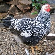 silver laced wyandottes for sale