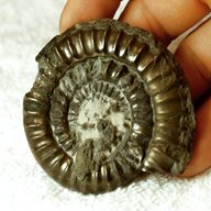 pyrite ammonite for sale
