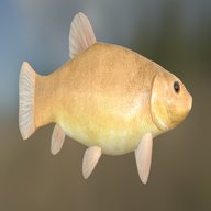 golden tench for sale