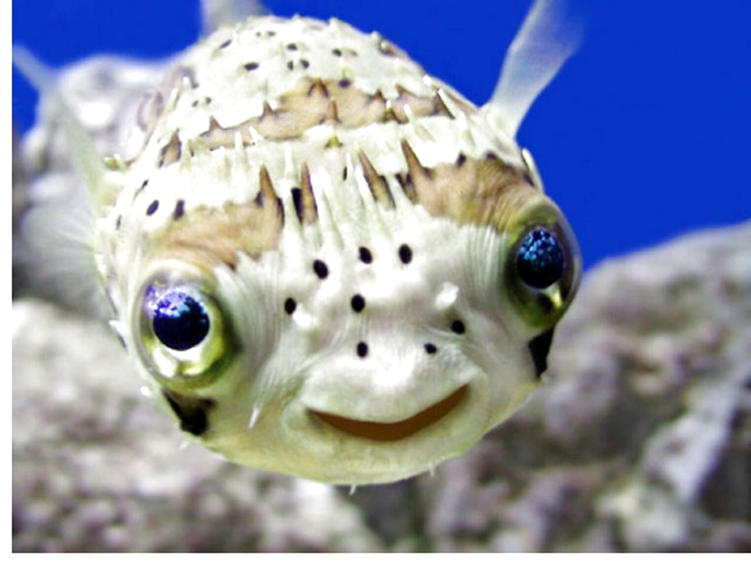 Puffer Fish For Sale - asdxf2