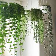 hanging plants for sale