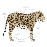jaguar body parts for sale