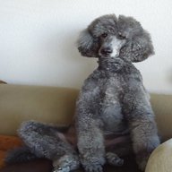 grey poodle for sale