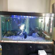 5ft fish tank for sale