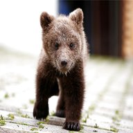 baby bear for sale