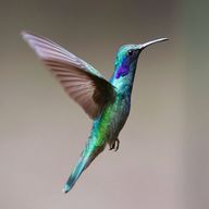 colibri for sale