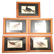 morris bird prints for sale
