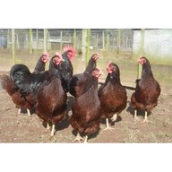 rhode island red hatching eggs for sale
