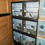 breeding canaries for sale