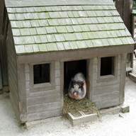 pig house for sale