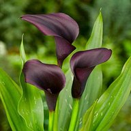 black calla lily for sale