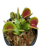 venus fly trap for sale