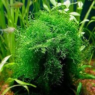 aquarium moss for sale