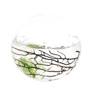 ecosphere for sale