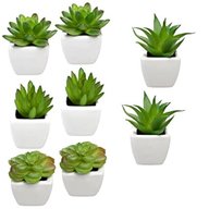 small house plants for sale