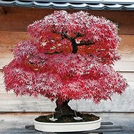 japanese maple bonsai tree for sale
