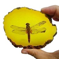 amber insect fossil for sale
