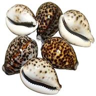 cowrie shell for sale