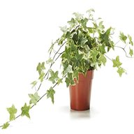 ivy plant for sale