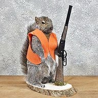 taxidermy squirrel for sale