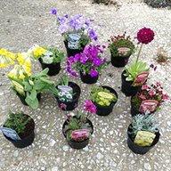 rockery plants for sale