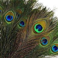 real peacock feathers for sale