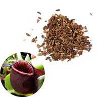 nepenthes seeds for sale