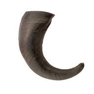 water buffalo horn for sale