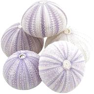 sea urchin shell for sale