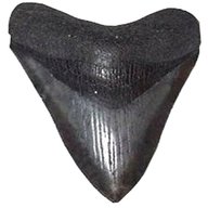 megalodon shark tooth for sale