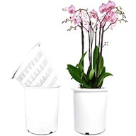orchid pots for sale
