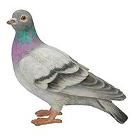 pigeon ornament for sale