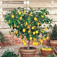 lemon plant for sale